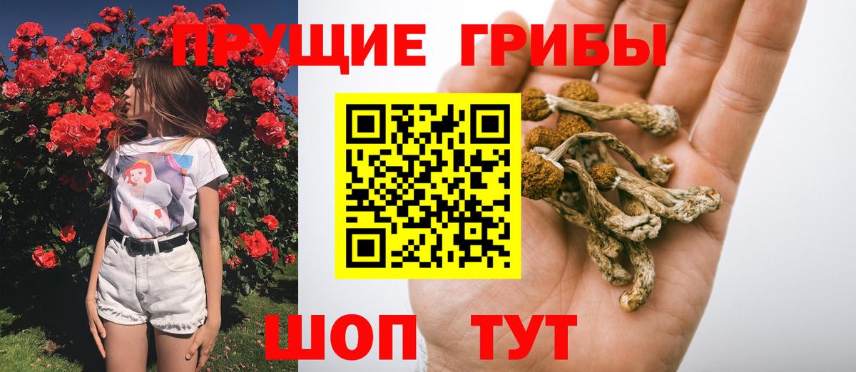 Псилоцибиновые грибы Psilocybine cubensis Мурманск
